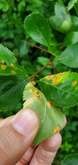 Puccinia coronata