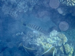 Lutjanus semicinctus