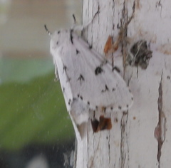 Acronicta leporina