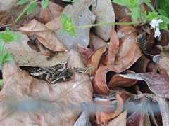 Abracris flavolineata