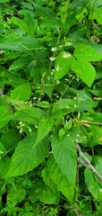 Circaea canadensis
