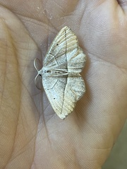 Lambdina fiscellaria