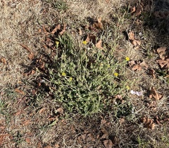 Agoseris apargioides