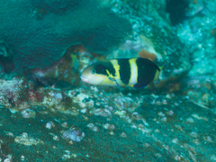 Thalassoma nigrofasciatum