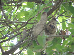 Bradypus variegatus variegatus