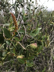 Colliguaja odorifera