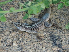 Tropidurus semitaeniatus