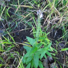Stachys palustris