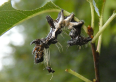 Harrisimemna trisignata