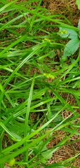 Carex cristatella