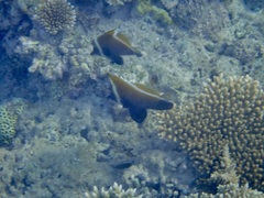 Heniochus varius
