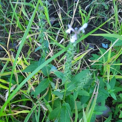 Stachys palustris