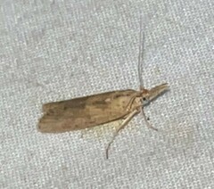 Macrorrhinia endonephele