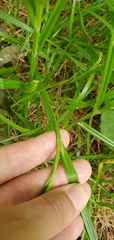 Carex cristatella