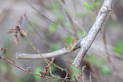 Polites vibex catilina