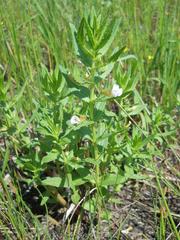 Gratiola officinalis