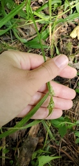 Carex blanda