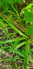 Carex blanda