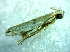 Battaristis nigratomella