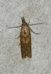 Macrorrhinia endonephele