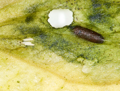 Parallelomma vittatum
