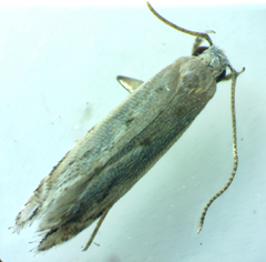 Battaristis nigratomella