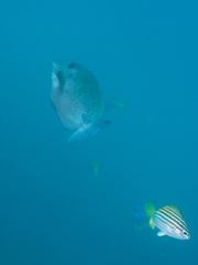 Prionurus microlepidotus