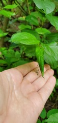 Oxyptilini