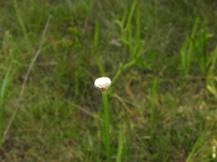 Eriocaulon