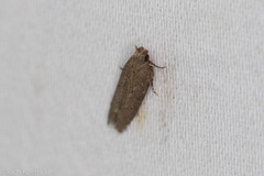 Hypatima
