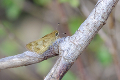 Polites vibex catilina