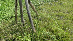 Cyperus nutans