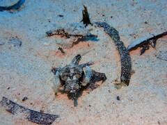 Eurypegasus draconis