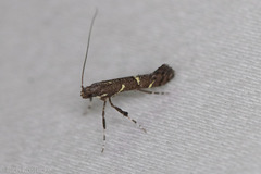 Caloptilia triadicae