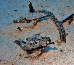 Eurypegasus draconis