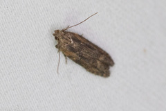 Hypatima