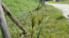 Cyperus nutans