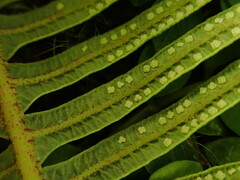 Sticherus owhyhensis