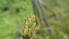 Cyperus nutans
