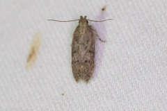 Hypatima