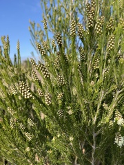 Melaleuca ericifolia