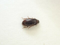 Archeocrypticus topali