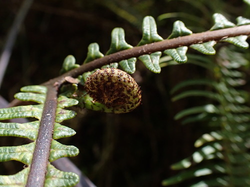 Sticherus owhyhensis