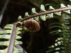 Sticherus owhyhensis