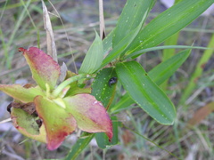 Sarracenia