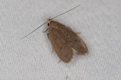 Inga obscuromaculella