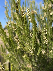 Melaleuca ericifolia
