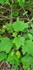 Ribes americanum
