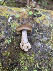 Cortinarius scaurus