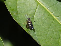 Euodynerus schwarzi
